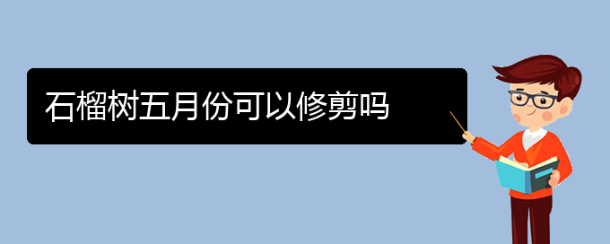 石榴树五月份可以修剪吗