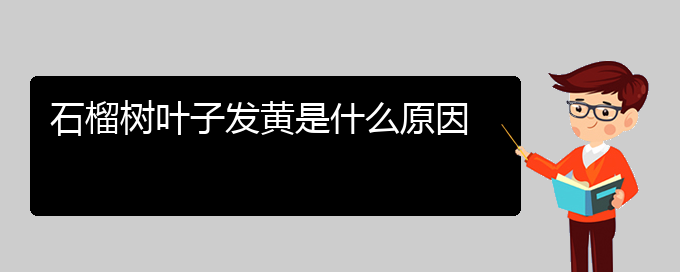 石榴树叶子发黄是什么原因