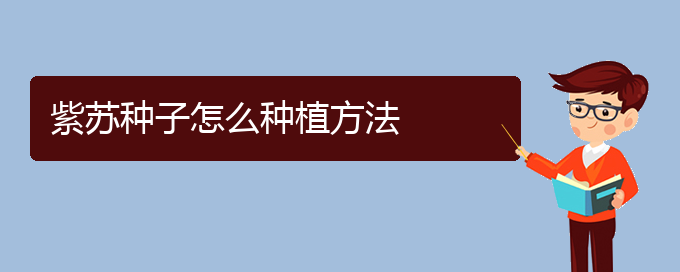 紫苏种子怎么种植方法