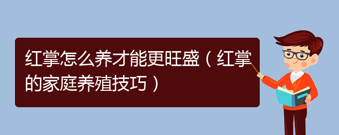 红掌怎么养才能更旺盛（红掌的家庭养殖技巧）