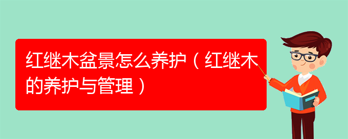 红继木盆景怎么养护（红继木的养护与管理）