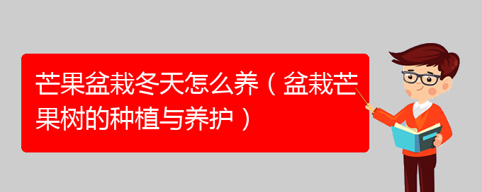 芒果盆栽冬天怎么养（盆栽芒果树的种植与养护）