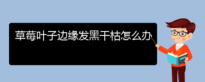 草莓叶子边缘发黑干枯怎么办