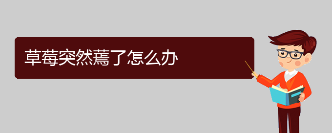 草莓突然蔫了怎么办