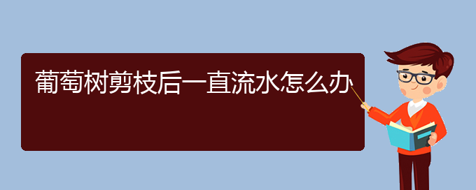 葡萄树剪枝后一直流水怎么办