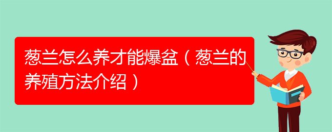 葱兰怎么养才能爆盆（葱兰的养殖方法介绍）