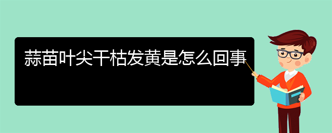 蒜苗叶尖干枯发黄是怎么回事