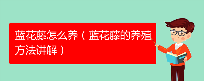 蓝花藤怎么养（蓝花藤的养殖方法讲解）