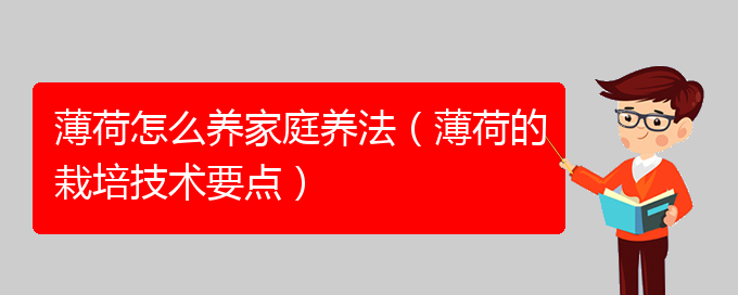 薄荷怎么养家庭养法（薄荷的栽培技术要点）