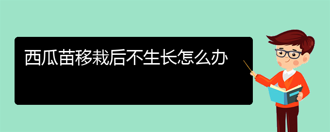 西瓜苗移栽后不生长怎么办