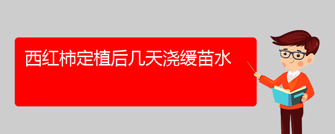 西红柿定植后几天浇缓苗水