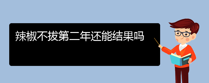 辣椒不拔第二年还能结果吗