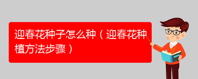 迎春花种子怎么种（迎春花种植方法步骤）