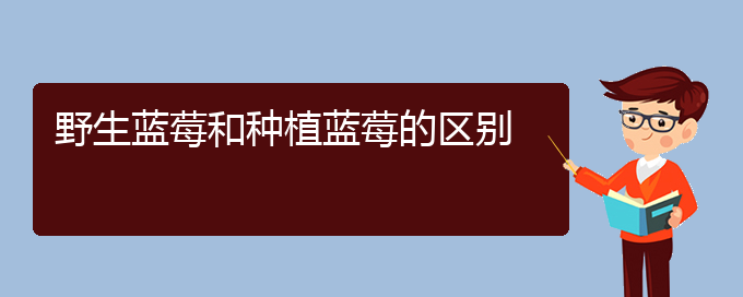 野生蓝莓和种植蓝莓的区别