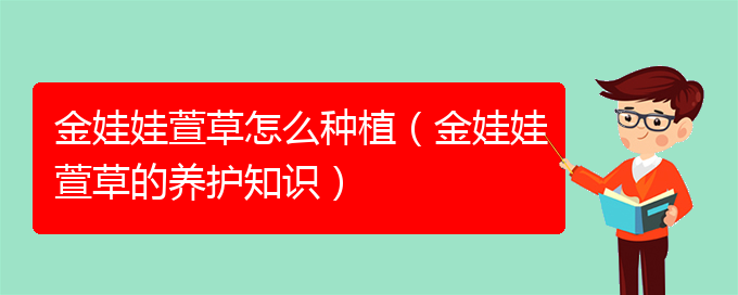 金娃娃萱草怎么种植（金娃娃萱草的养护知识）