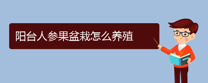 阳台人参果盆栽怎么养殖