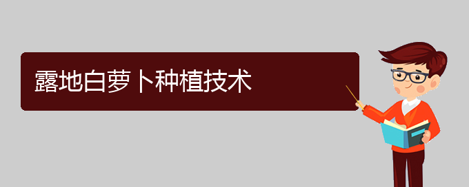 露地白萝卜种植技术