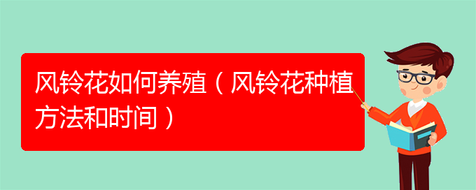 风铃花如何养殖（风铃花种植方法和时间）