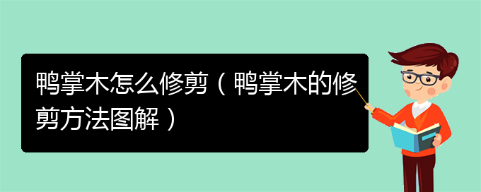 鸭掌木怎么修剪（鸭掌木的修剪方法图解）