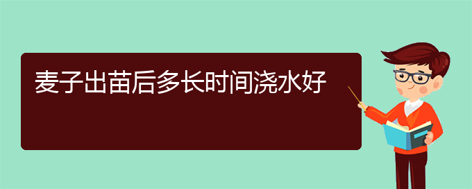 麦子出苗后多长时间浇水好