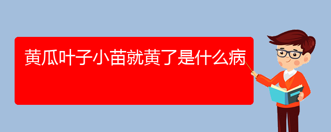 黄瓜叶子小苗就黄了是什么病