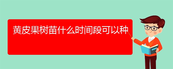 黄皮果树苗什么时间段可以种