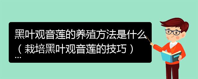 黑叶观音莲的养殖方法是什么（栽培黑叶观音莲的技巧）